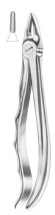  Fig. 29 upper roots 